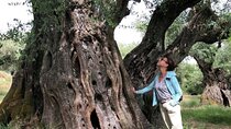 Relax Day: Thermal Lake, Olive Oil Tasting & Poseidon Temple Tour
