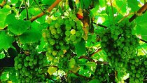 Albariño Wine and Santiago de Compostela