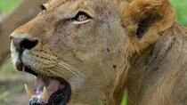 1 Day Tanzania Mikumi National Park Safari