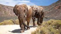  Guided Day Excursion through the Breede River Valley Big Five 