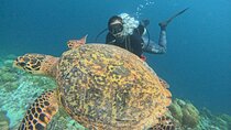 First Scuba Diving Experience in Tenerife with Instructor 