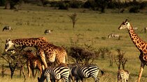 4 Day Garden Route & Addo National Park Tour from Cape Town