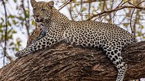3 Day Garden Route & Botlierskop Game Safari From Cape Town 