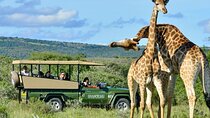 Safari Half-Day - Tala Game Reserve & Phezulu Centre from Durban 