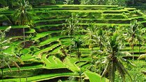 Best of Ubud: All-Inclusive and Private Full Day Tour