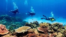 Blue Dive Private Guided Scuba Dive Cairns