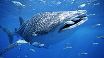 BEST OF CEBU:Oslob Whaleshark Encounter w Sandbar & Tumalog Falls