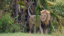 5 Day Tour of Lake Naivasha Lake Nakuru and Masai Mara Reserve