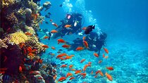 Intro Diving & Sea Trip in Masra Mubarak 