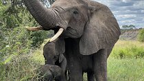 Day Tour to Tarangire National Park from Arusha