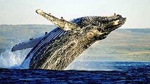 Full-Day Whale Watching Penguins and Shark Cage Diving Tour