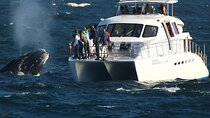 Private Whale Watching Tour in Hermanus 