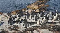  Penguins Boulders Beach and Cape Point Small Group Day Tour