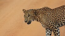 From: Ella - YALA Safari - Drop off: Arugam Bay / Arugambay