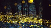 Magic Fireflies & Visit a Historic Hacienda Tour from Mexico City