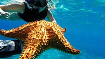 Speed Boat with Snorkeling Adventure of Cancun