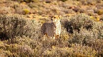 All inclusive Big 5 Aquila Safari Game Drive and Wine Experience