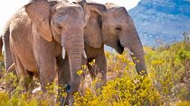 Cape Town Full Day Big 5 Safari at Aquila Game Reserve with Lunch