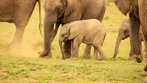 Private Group Addo Full-Day Safari with Traditional BBQ Lunch