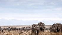 6 Day Best of Kenya and Tanzania Masai Mara Serengeti Ngorongoro
