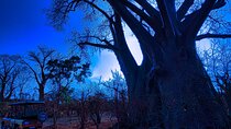 Stargazing around a Bon Fire-Nightly Adventure in the Bush