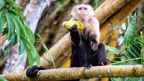 Guided boat tour on the Panama Canal and visit the wildlife