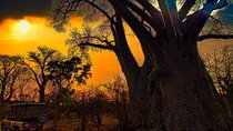 Vulture Feeding and Big Tree Tour in Victoria Falls