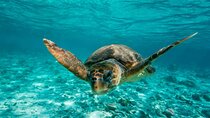 Snorkel Tulum: 2 reef point, 1 hour 20 minutes tour 
