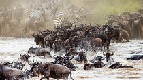 From Plains to Crater: 3-Day Midrange Safari in Northern Tanzania