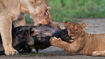 7-Day Serengeti Wildebeest Migration Camping Safari