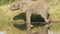 6 days Luxury Wildlife Tanzania Safari