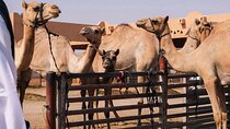 Al Ain City Private Tour with Lunch