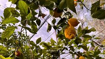 Nonna Concettina Sorrento Lemon Tour