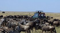 3 Days and 2 Nights Maasai Mara Safari Shared Tour
