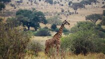 3 Days Safari to Tarangire and Ngorongoro Crater