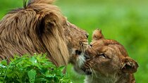 Adventure Day Trip to Ngorongoro Crater with Picnic Lunch