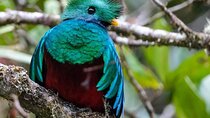  Monteverde Cloud Forest Guided Tour.