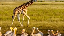 Lake Nakuru National Park Full Day Tour