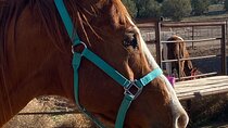 Grand Canyon Horseback Tour