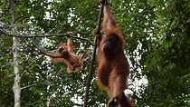 Wonderful 2Days 1Night Bukit Lawang Jungle Trekking Free Rafting