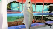 Seawater Fishing Pond and Hamayaki Grill BBQ Experience