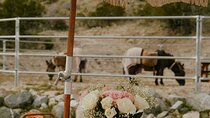 Brunch with Mini Rescue Burros in Southern California 