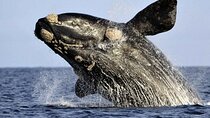 Whale Watching Hermanus - Boat base