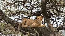 3-Day Serengeti & Ngorongoro Adventure: Budget Safari 
