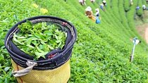 Bogor Puncak "Tea Plant & Paragliding" Interactive Private Driver