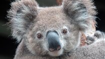Nature and Wildlife: Australia in One Day - Private Tour