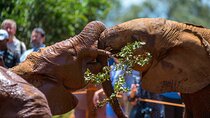 Elephant Orphanage, Giraffe Center & Bomas of Kenya Day Tour