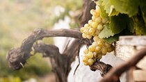 Explore the East Coast of Menorca: Hiking and Visiting Vineyards