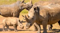 Amboseli & Nairobi National Park 3 Day Safari