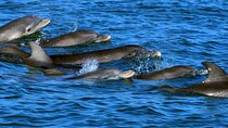 Private Dolphin Playground Safari